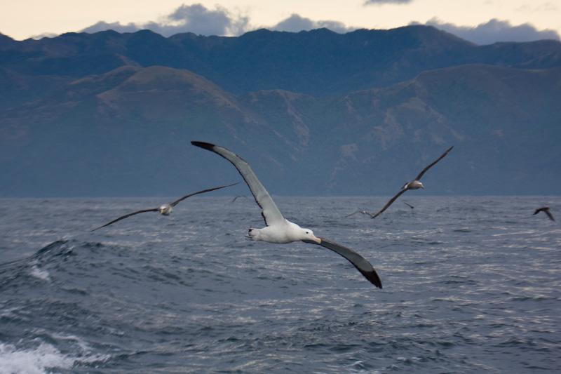 Wandering And Shy Albatrosses In Flight